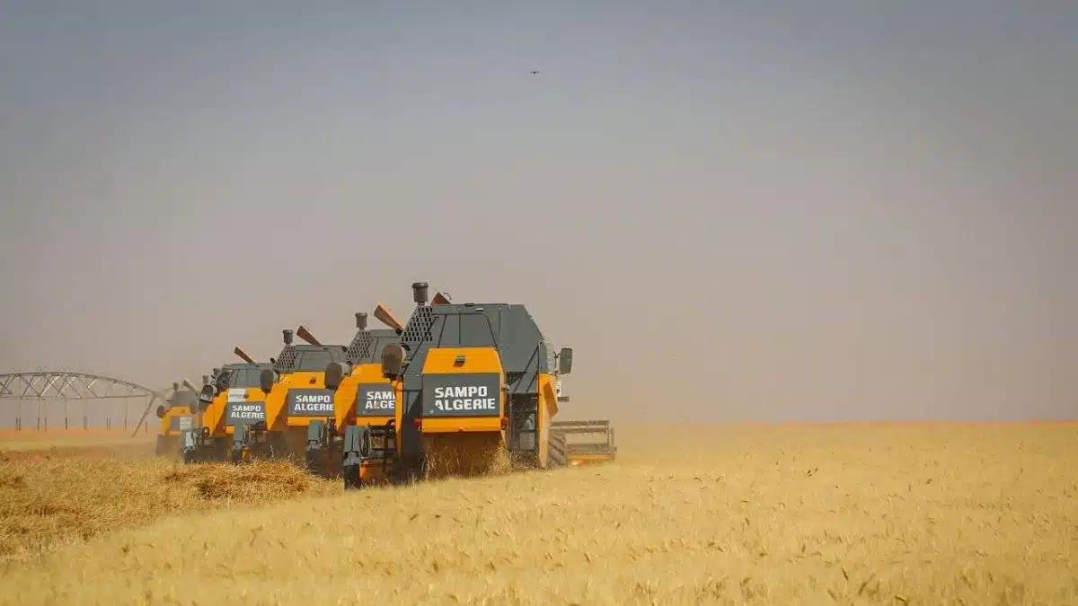 Céréales : l&rsquo;Algérie lance la moisson dans le Sahara avec des moyens colossaux