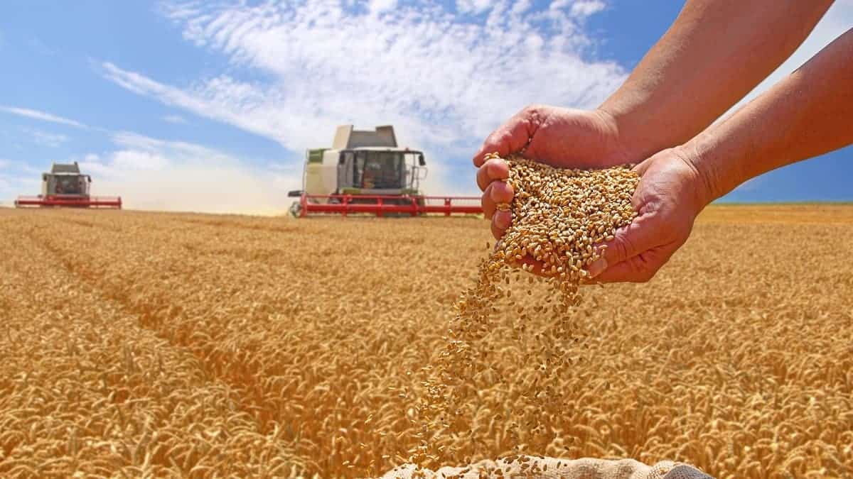 Moissons : des bateaux de blé perdus dans les champs algériens