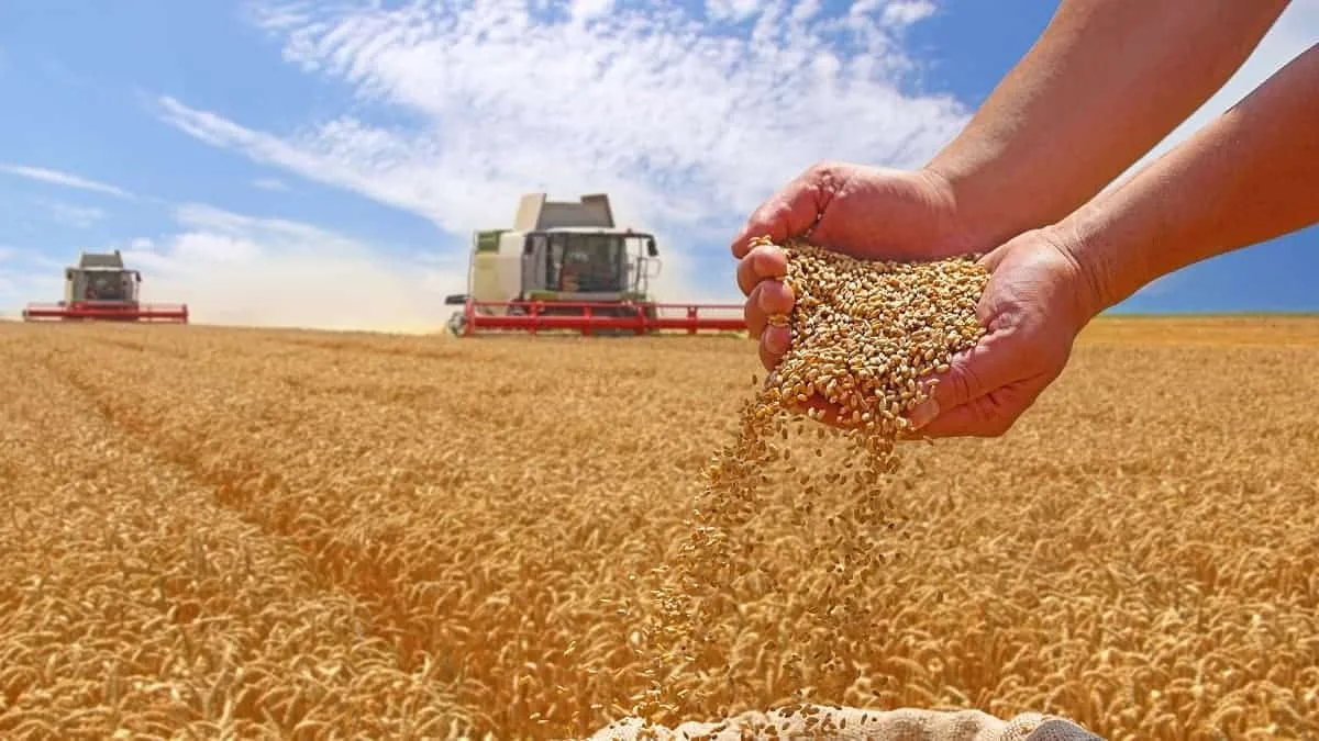 Moissons : des bateaux de blé perdus dans les champs algériens