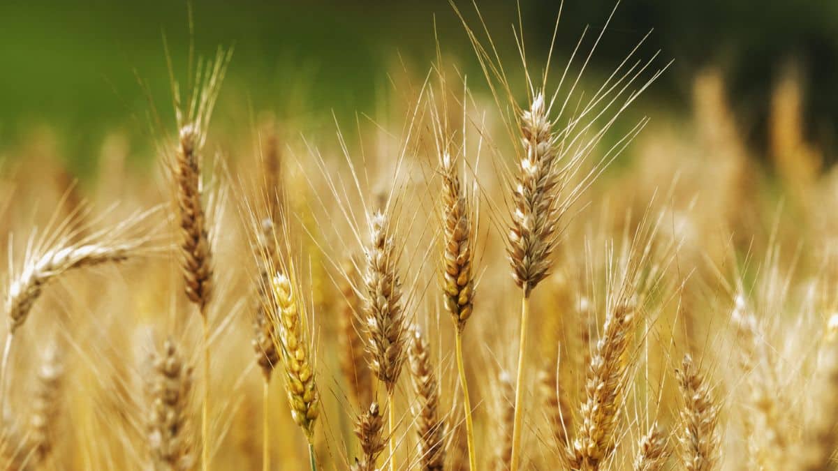 L’Algérie achète une nouvelle quantité de blé dur