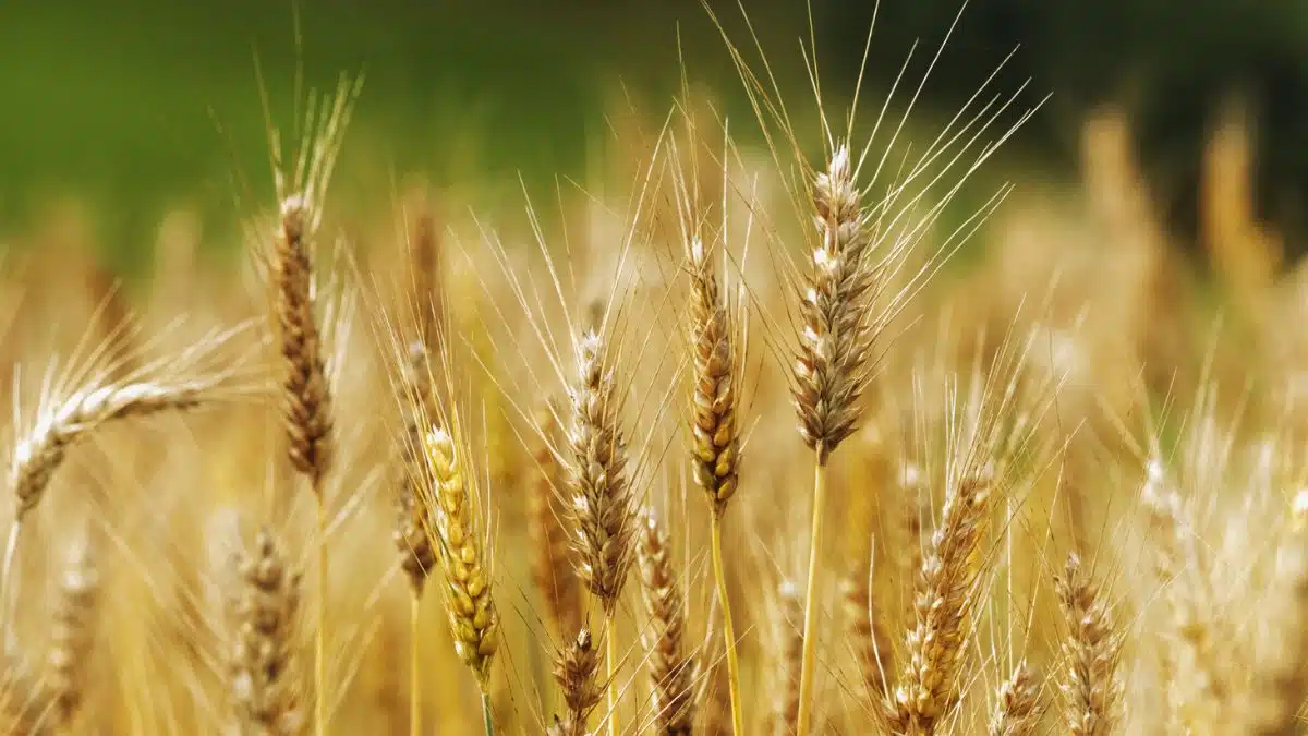 L’Algérie achète une nouvelle quantité de blé dur