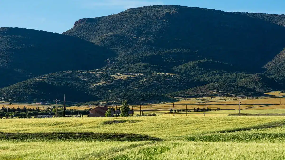 Céréales : vers la moisson du siècle en Algérie