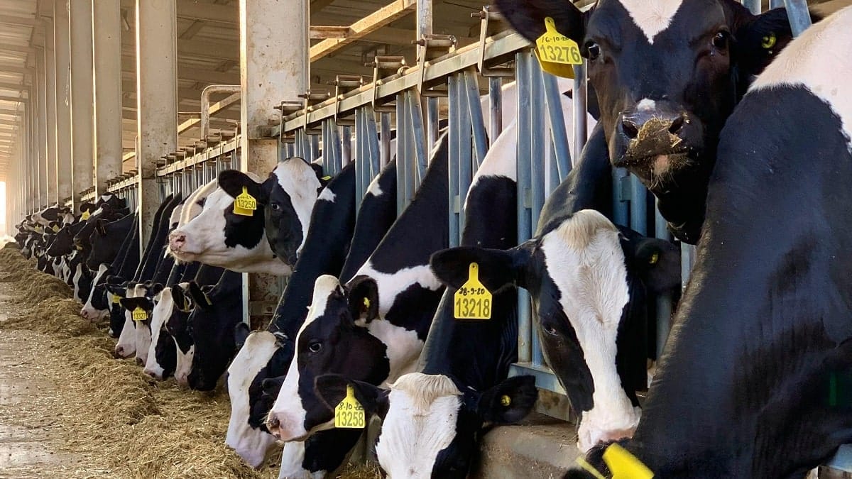 Ferme géante Baladna : Yacine Oualid fixe les exigences de l’Algérie