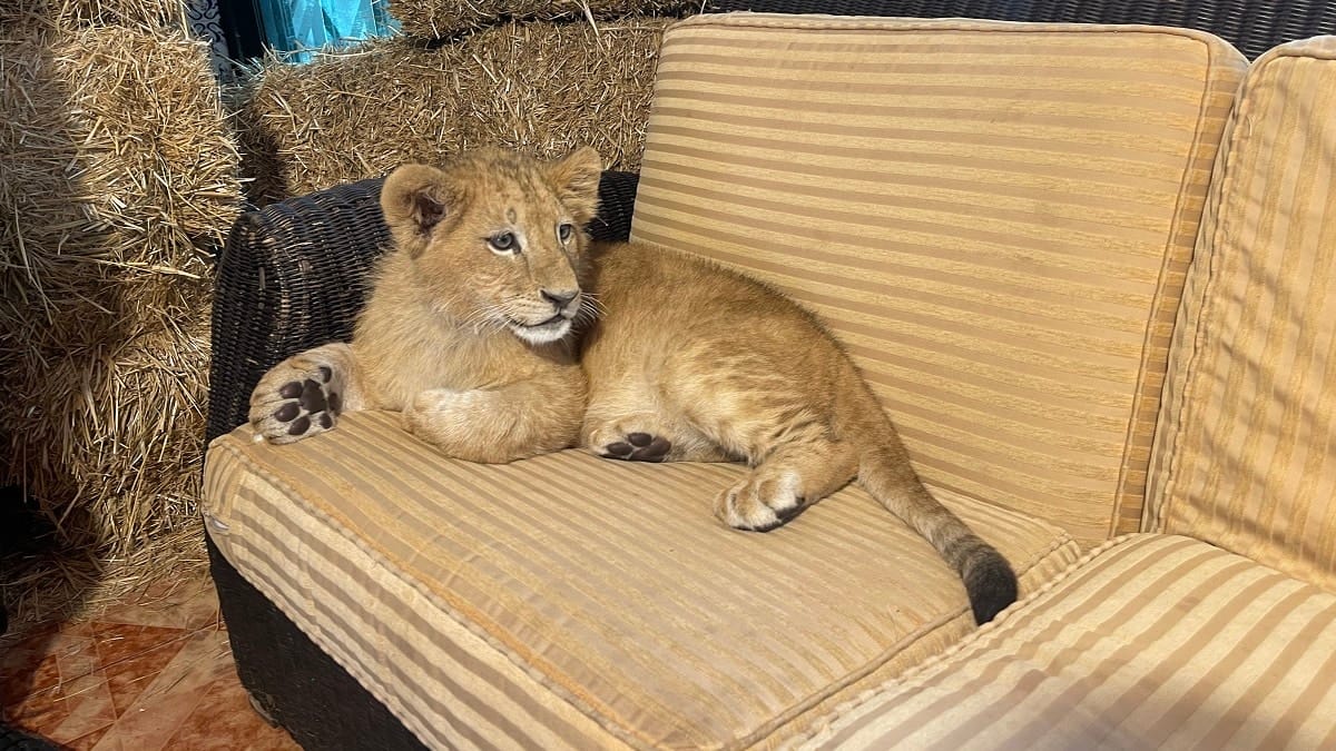 Alger : un lionceau attire la foule au zoo de Ben Aknoun