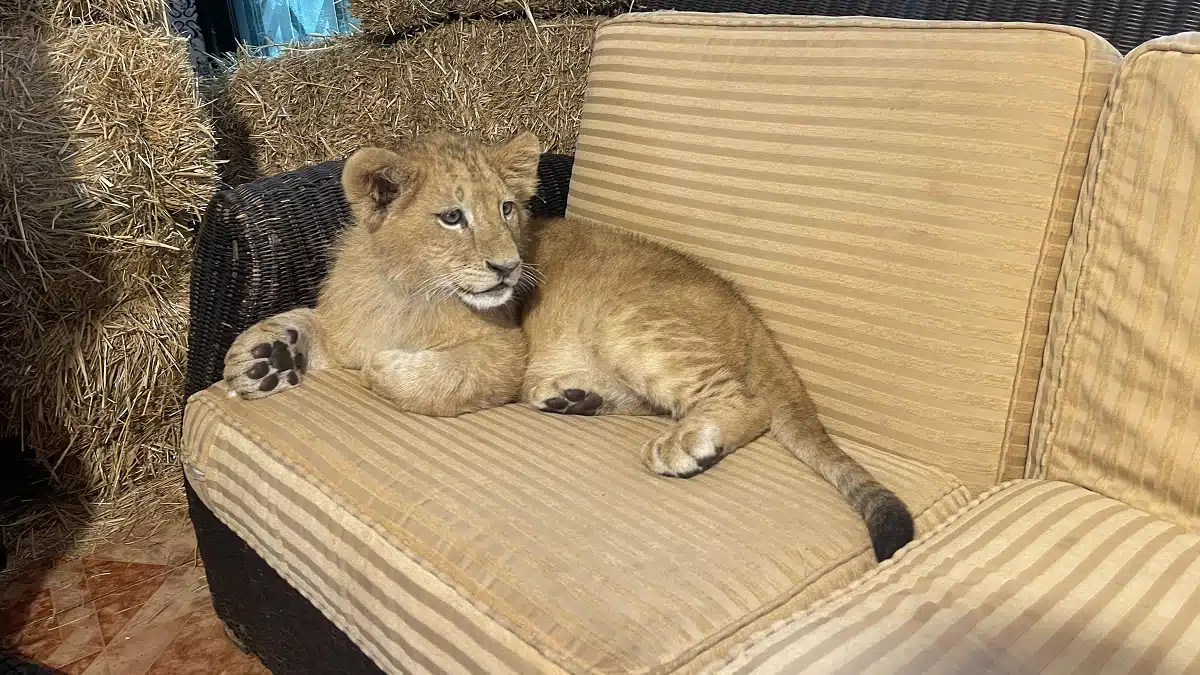 Alger : un lionceau attire la foule au zoo de Ben Aknoun