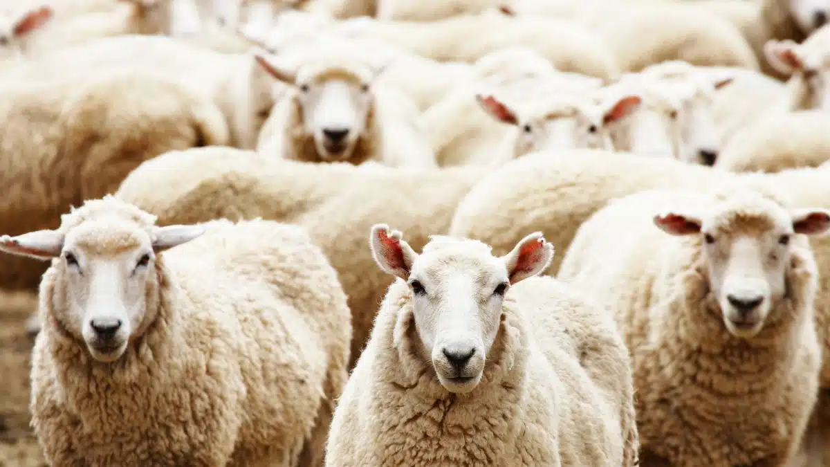 Aïd-el-Adha : pourquoi le mouton local coûte toujours aussi cher en Algérie