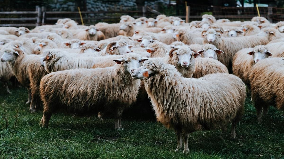 Importation de moutons pour l’Aïd : l&rsquo;Algérie recourt aux avions