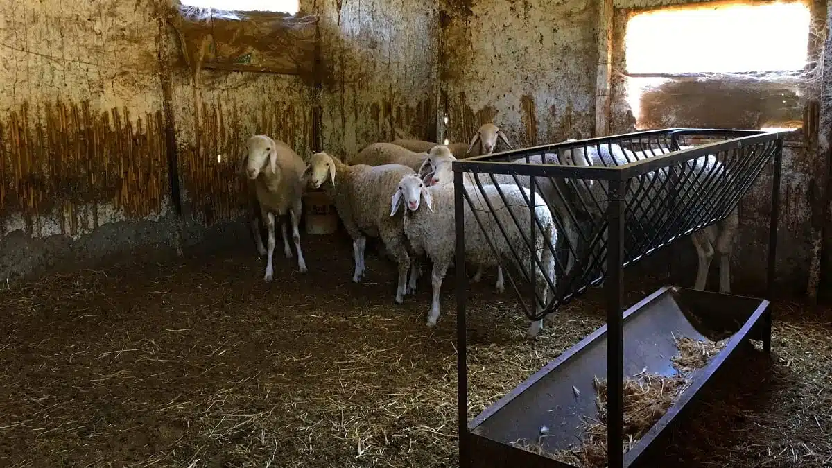 Aïd-el-Adha : l’Algérie importe près d’un million de moutons, un navire géant attendu