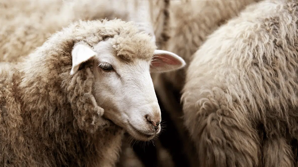 Pourquoi les moutons syriens intriguent les Algériens