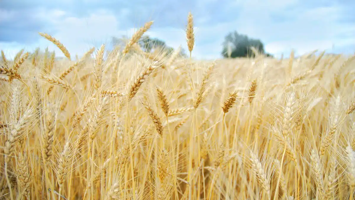 L’Algérie achète 670.000 tonnes de blé tendre
