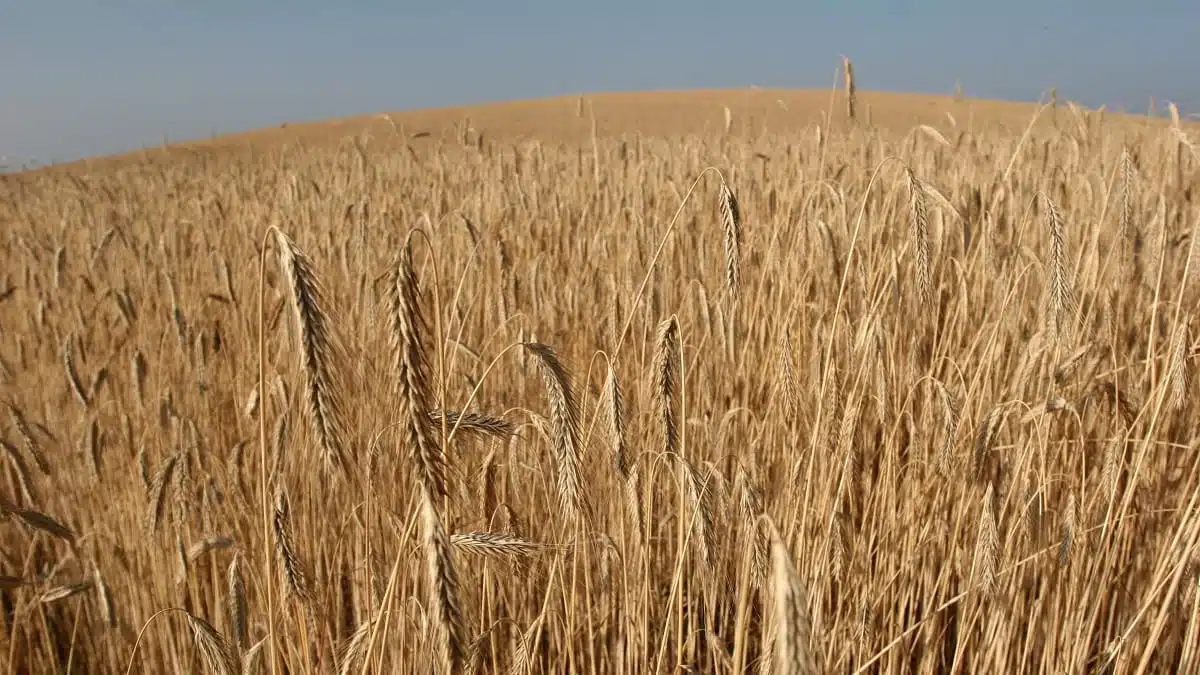 Comment l’Algérie transforme son Sahara en grenier à blé