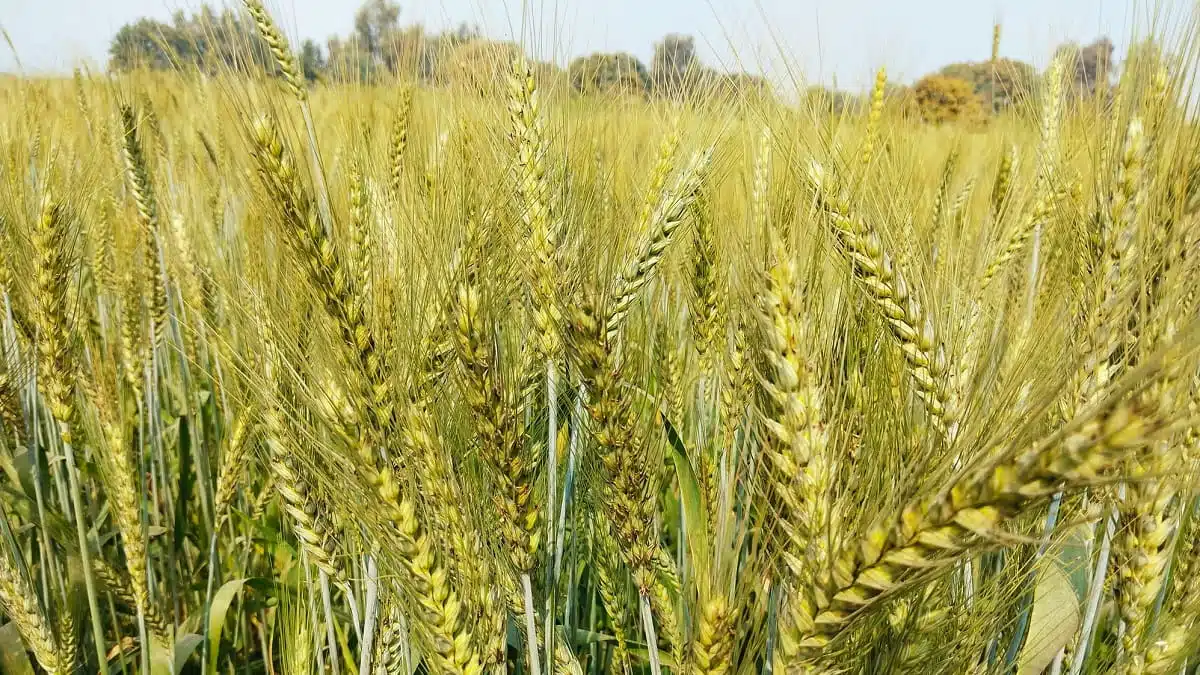 Blé : l’Algérie repousse les frontières du désert avec des rendements record