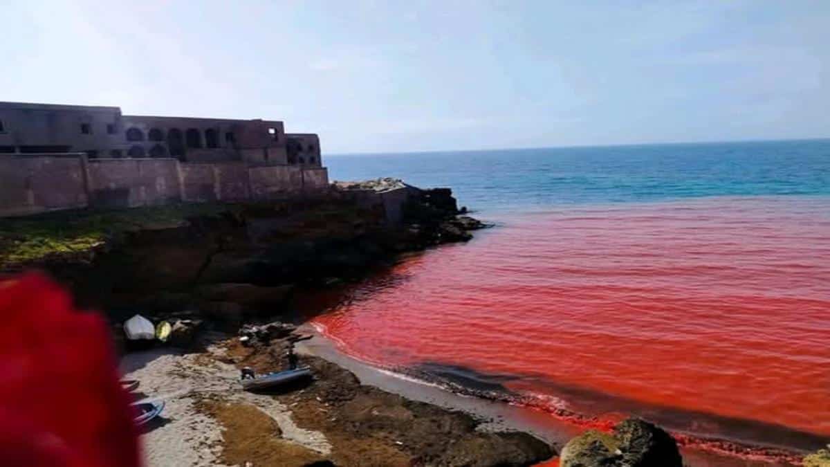 Alger : la mer vire au rouge sur une plage, le mystère demeure entier