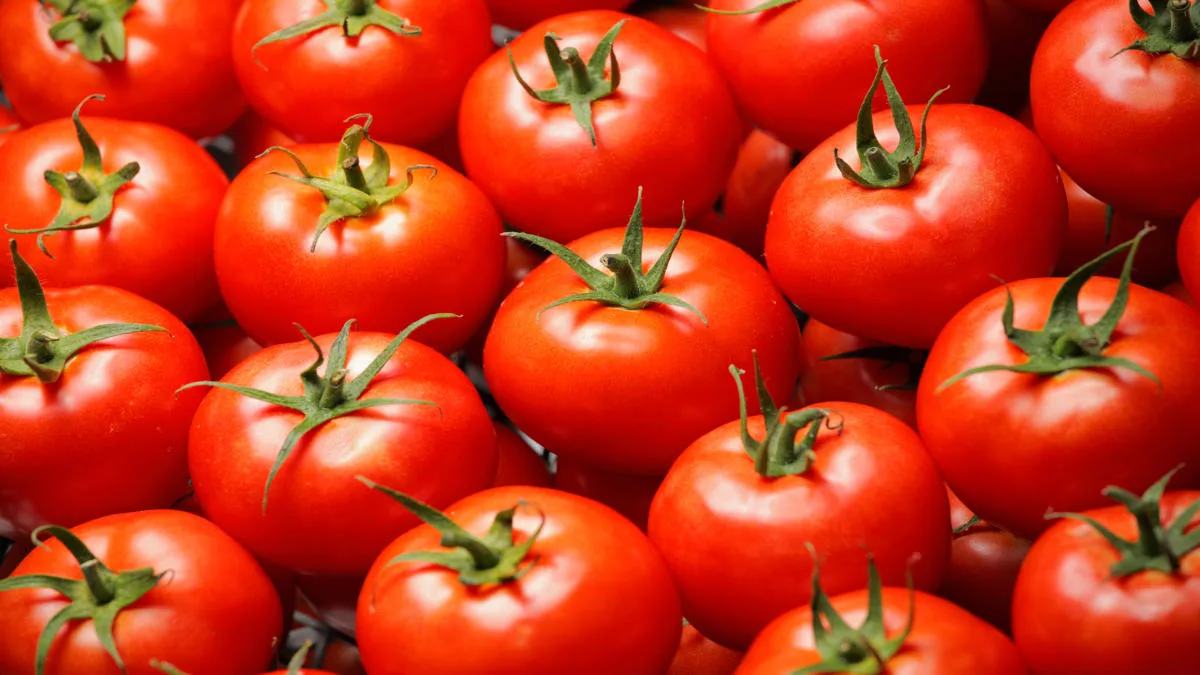 Algérie : les étonnantes montagnes russes du prix de la tomate primeur