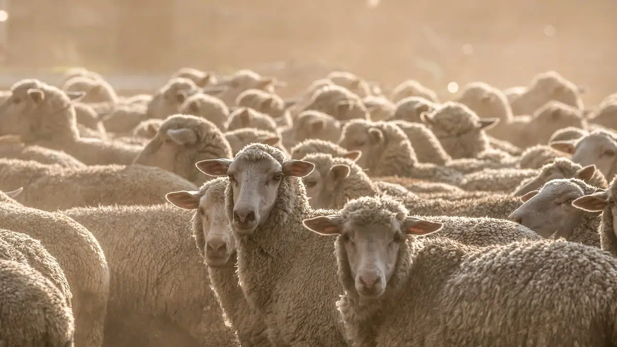 Aïd el-Adha dans le Rhône : des moyens d’abattage très en deçà de la demande