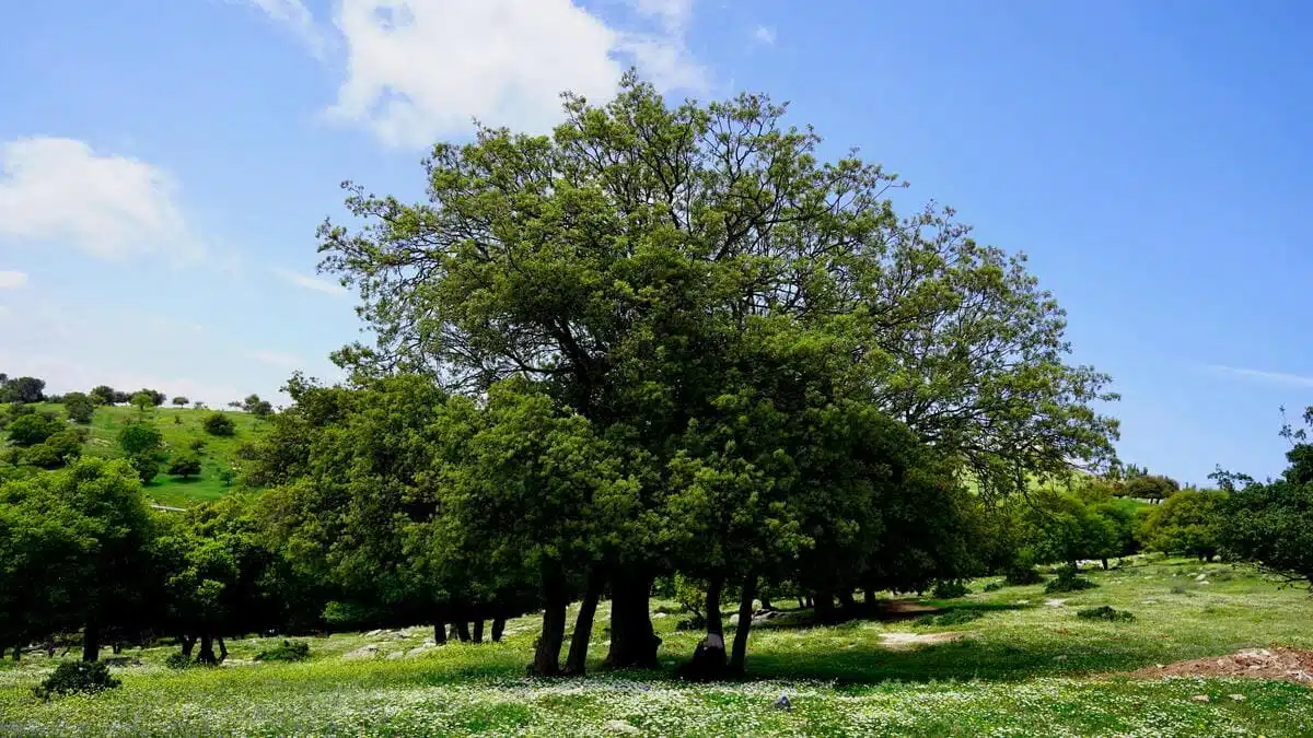 Algérie : l’essor de l’arganier, l’arbre à l’huile d’or, inquiète au Maroc