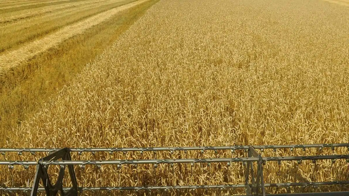Céréales en Algérie : les feux de moisson menacent les récoltes