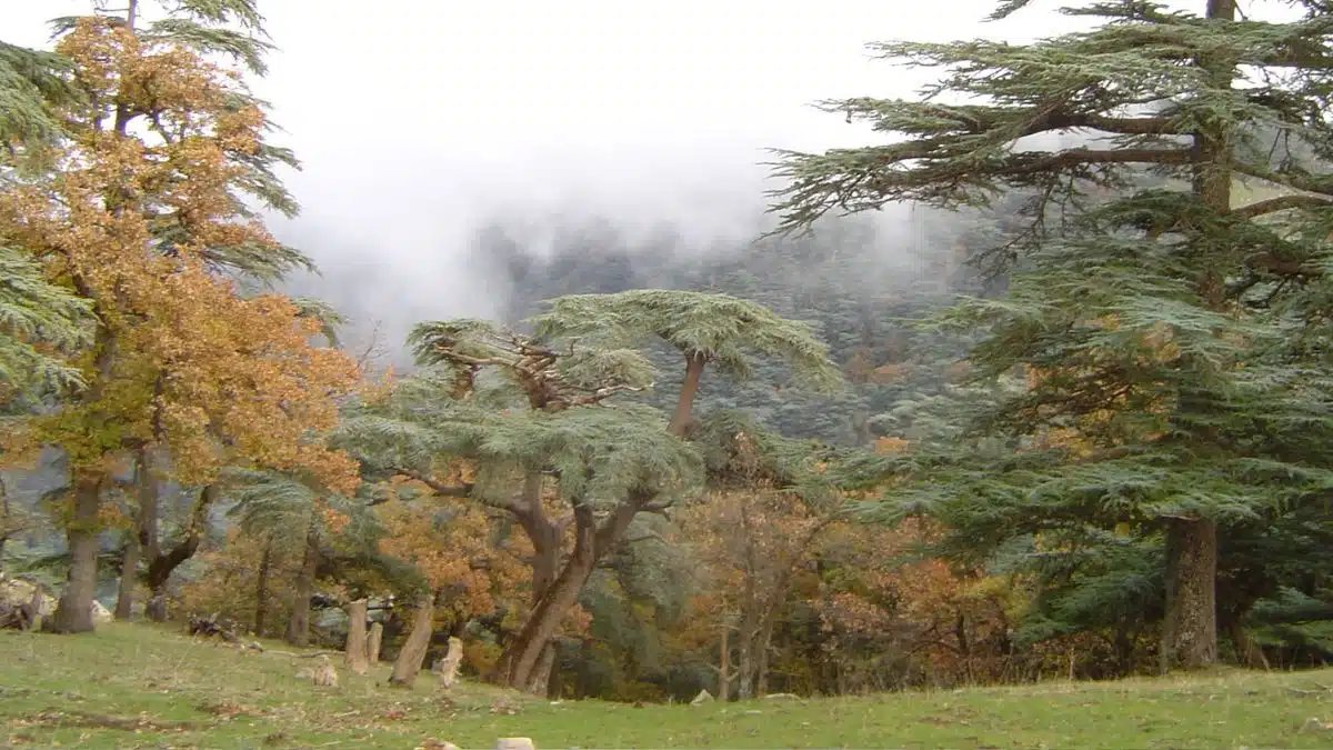 Le parc algérien de Theniet el Had classé réserve de biosphère par l’Unesco