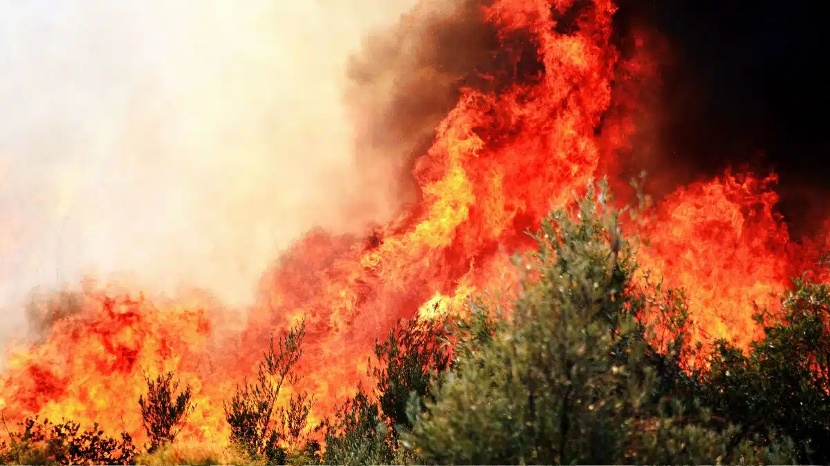 En pleine canicule, l’Algérie enregistre 91 incendies le 1ᵉʳ jour de l’été 2026