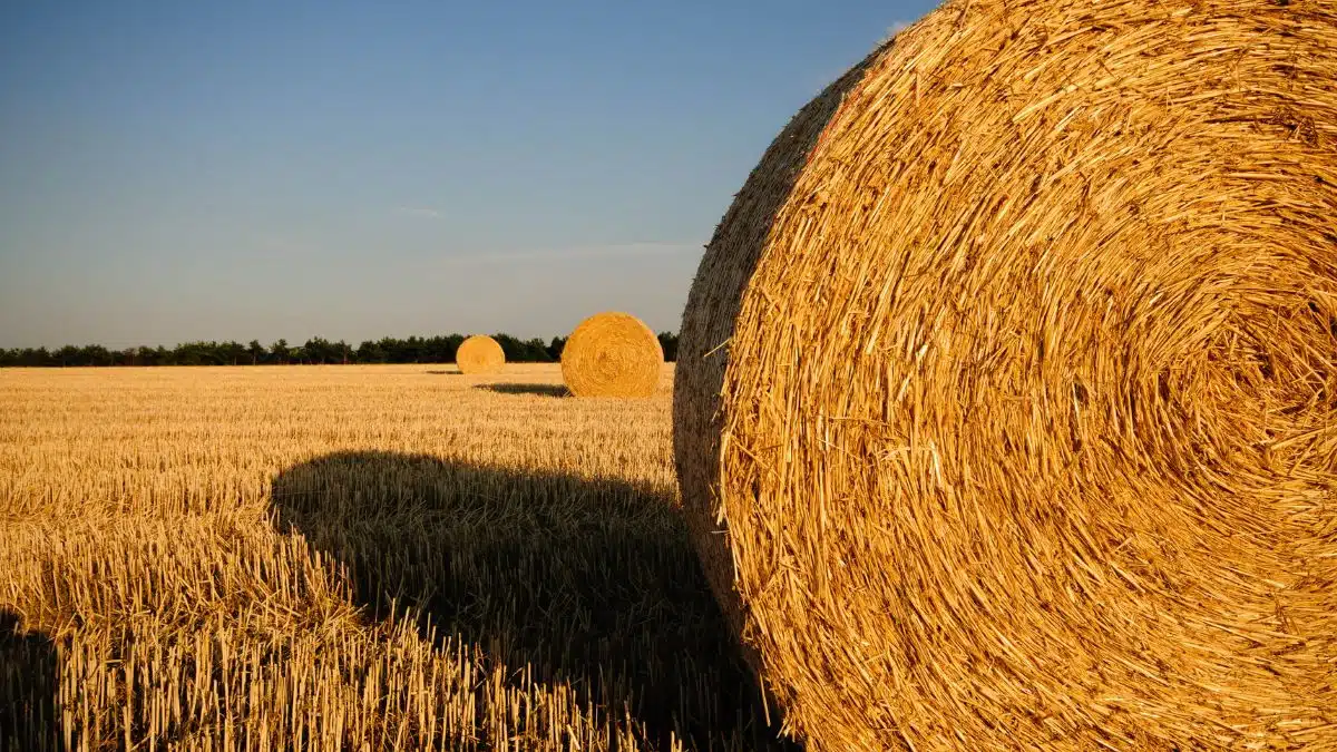 Abondance de paille : l’autre bonne nouvelle pour l’agriculture algérienne