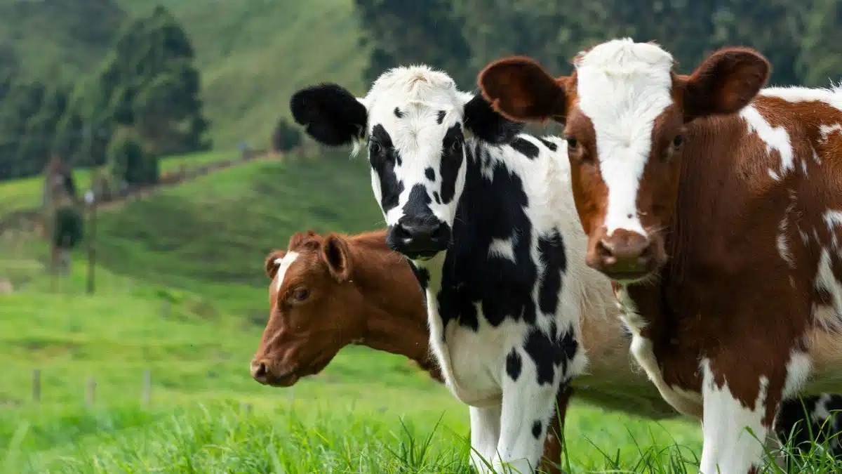 Pourquoi les éleveurs algériens préfèrent les vaches autrichiennes