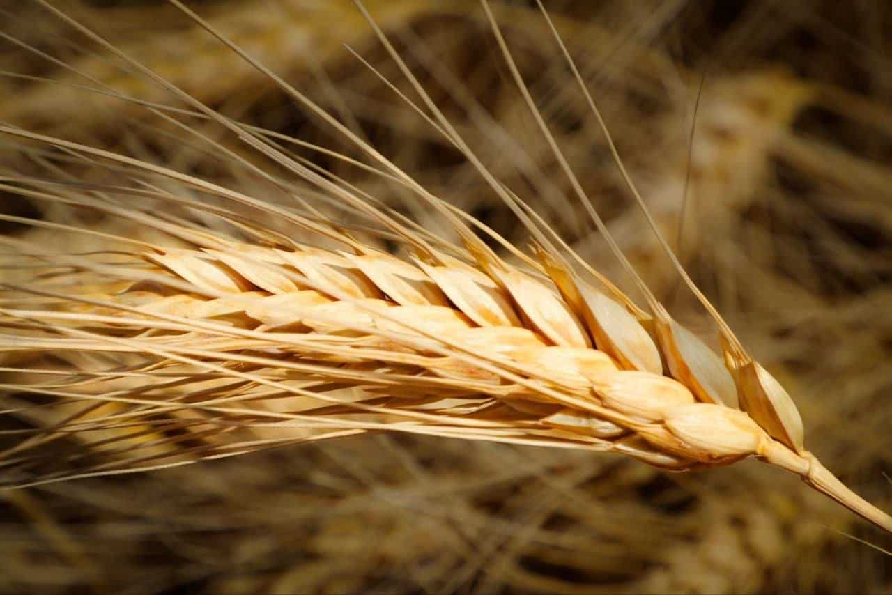 Récolte record de céréales : l’Algérie fixe la fin des moissons au 10 août