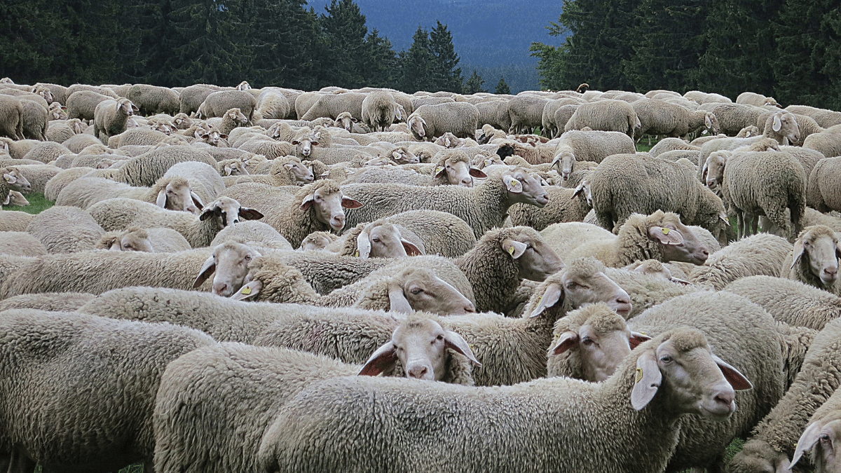 Importation d&rsquo;un million de moutons : graves révélations du parquet
