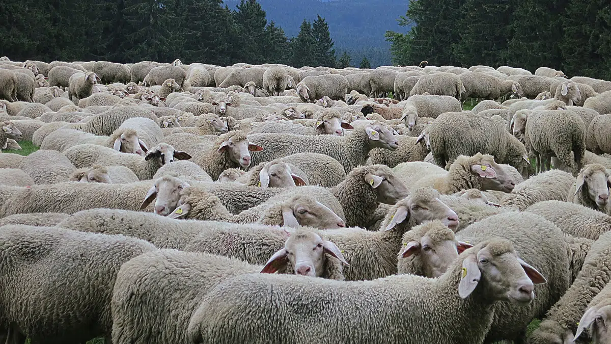 Importation d&rsquo;un million de moutons : graves révélations du parquet