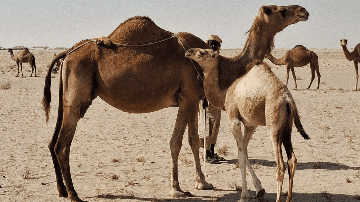 Algérie : les fortes chaleurs impactent même les chameaux