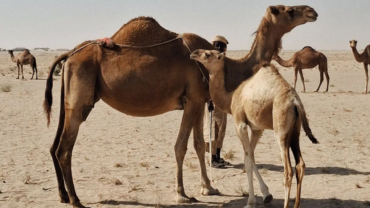 Algérie : les fortes chaleurs impactent même les chameaux