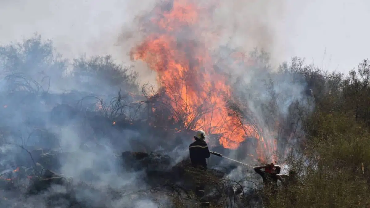 Incendies en Algérie : des pompiers qui défient les flammes