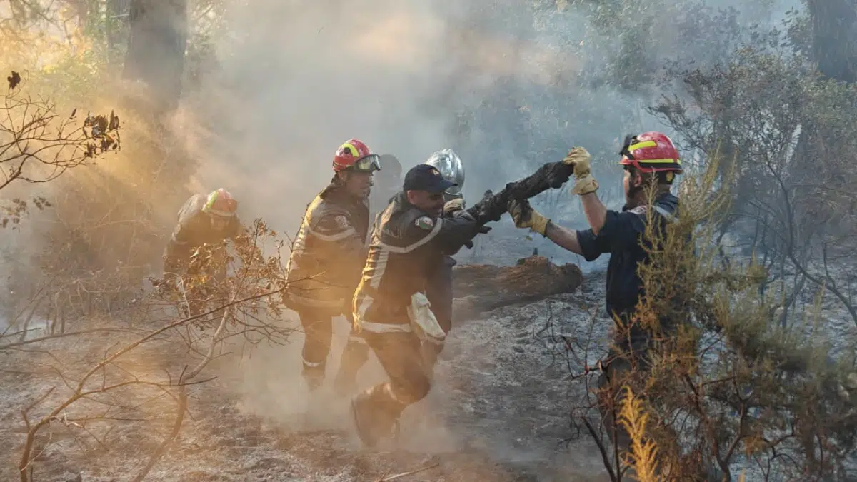 Incendies : ces images de sauvetages héroïques qui émeuvent l’Algérie