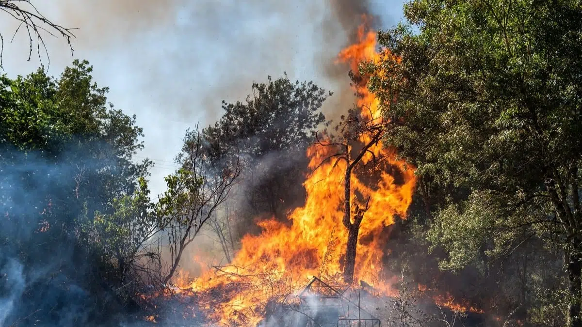 Incendies : une idée algérienne simple et efficace séduit en France