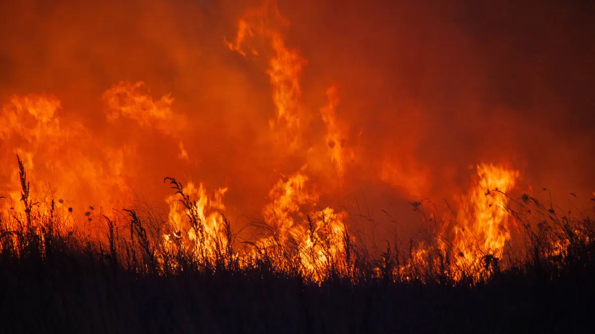 Incendies en Algérie : sept pyromanes écroués, leurs noms dévoilés