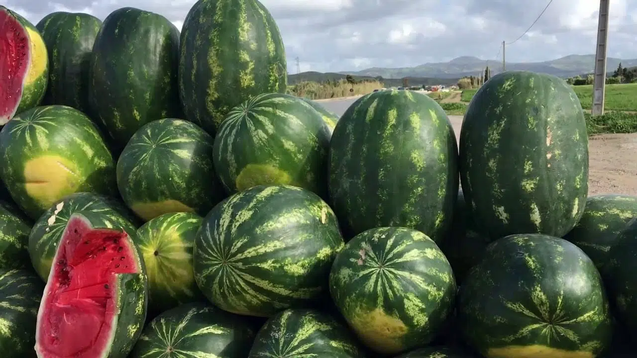 Après deux semaines de crise, les Algériens renouent avec la pastèque