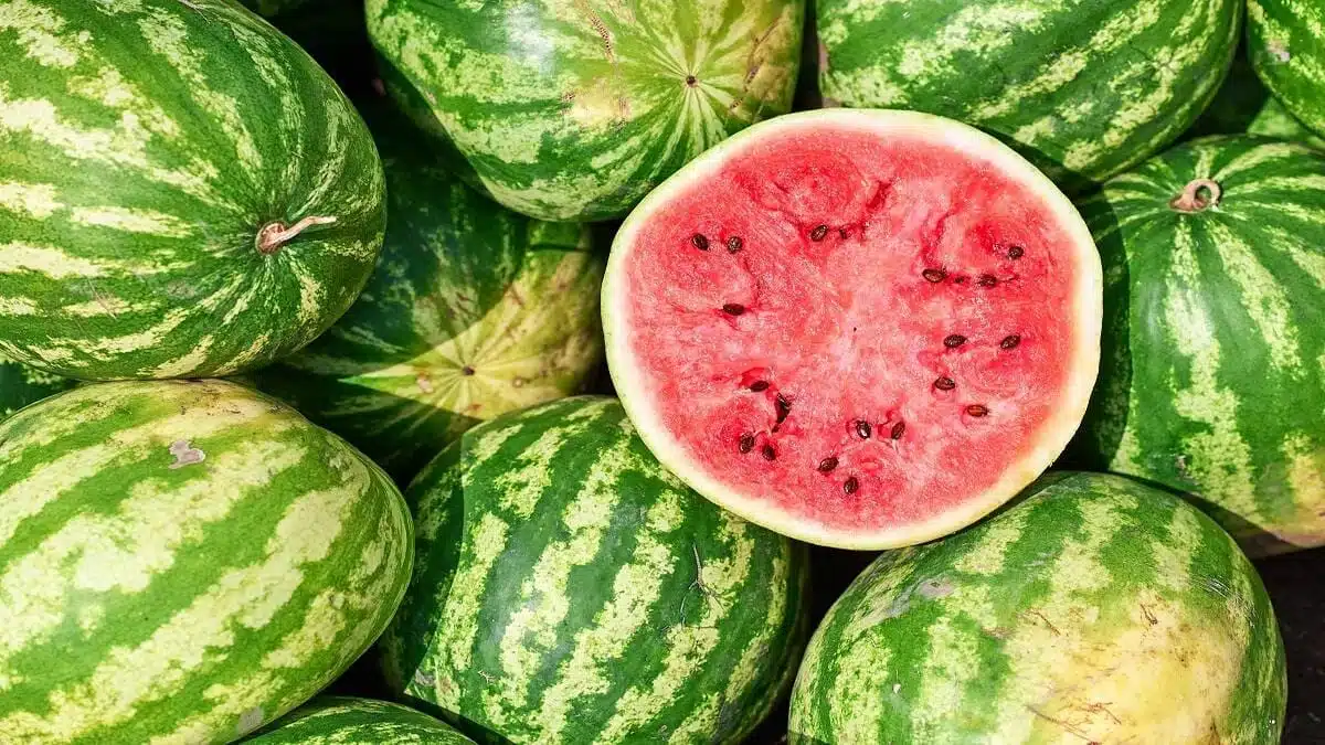 Crise de la pastèque en Algérie : Première incarcération