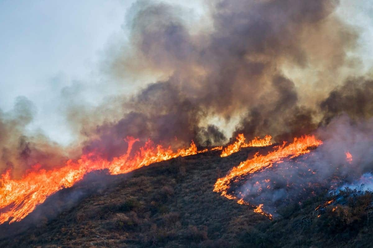 Feux de forêt en Algérie : six morts, premier bilan officiel