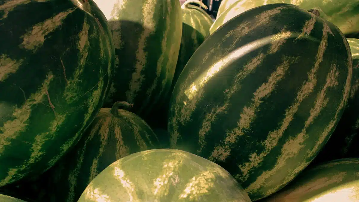 Pastèque : à Alger, les vendeurs balaient les rumeurs d&rsquo;intoxication