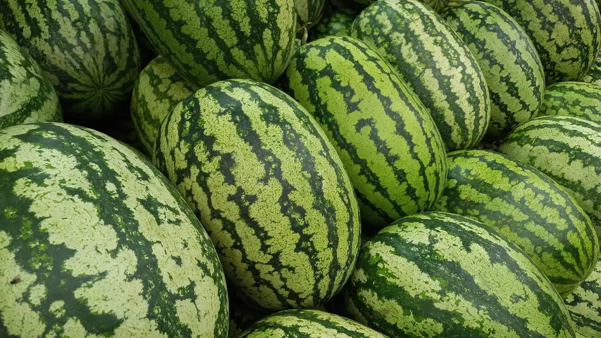 Algérie : la pastèque victime de “rumeurs malveillantes”