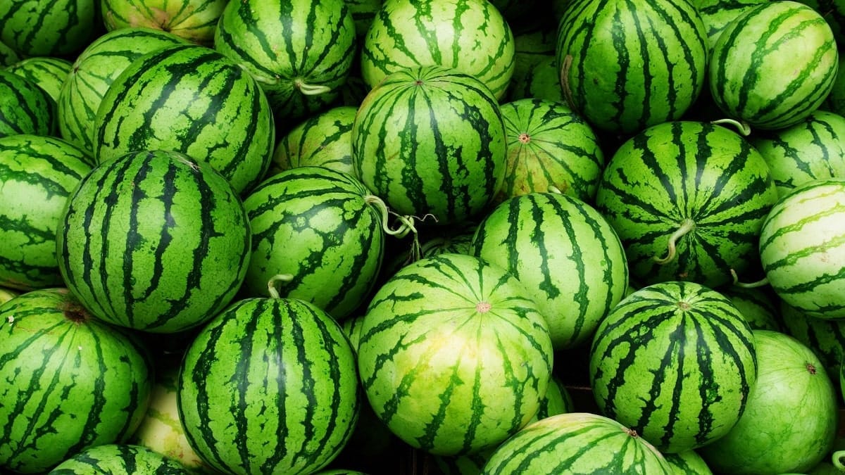 Algérie : l’autre risque caché de la pastèque