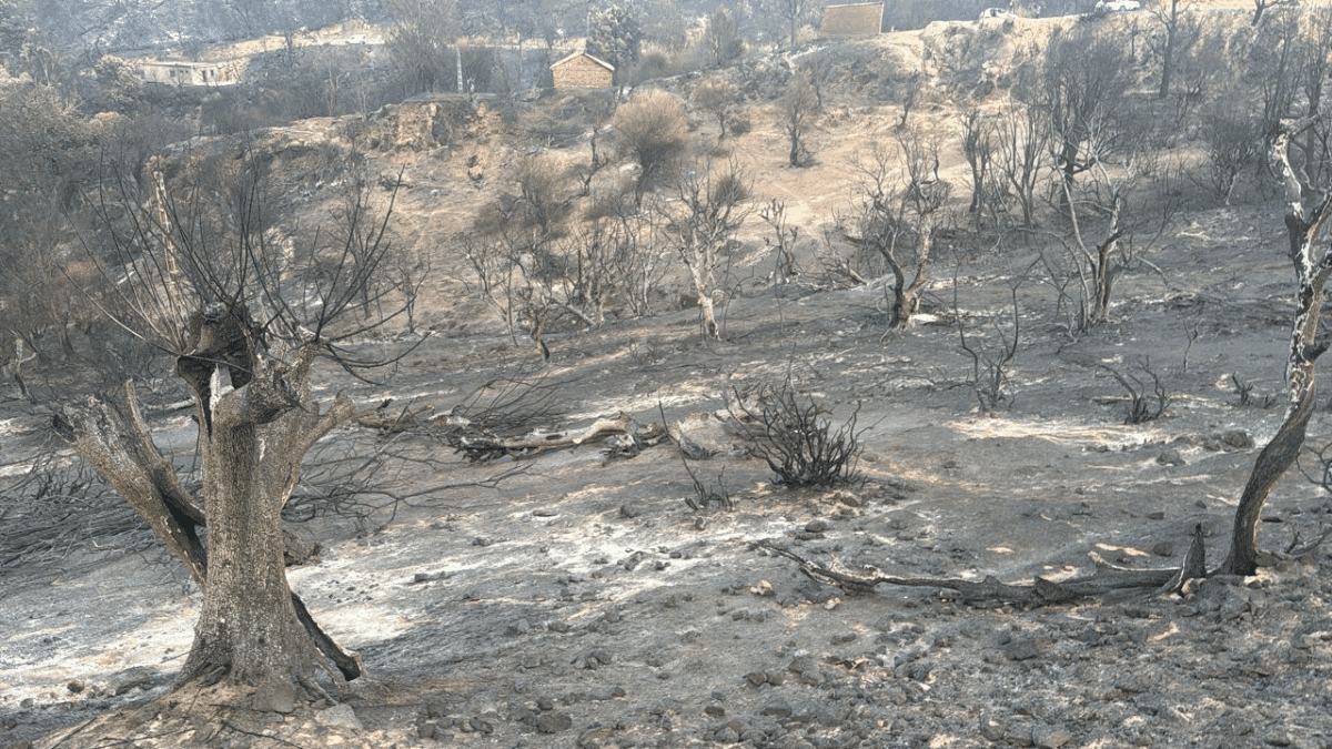 Incendies en Algérie : les images impressionnantes des dégâts à Jijel