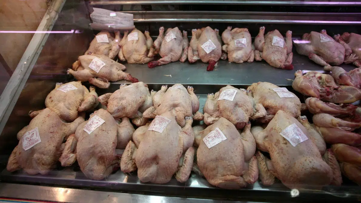 Flambée du poulet : l’ONAB sort le congelé à 350 DA le kg