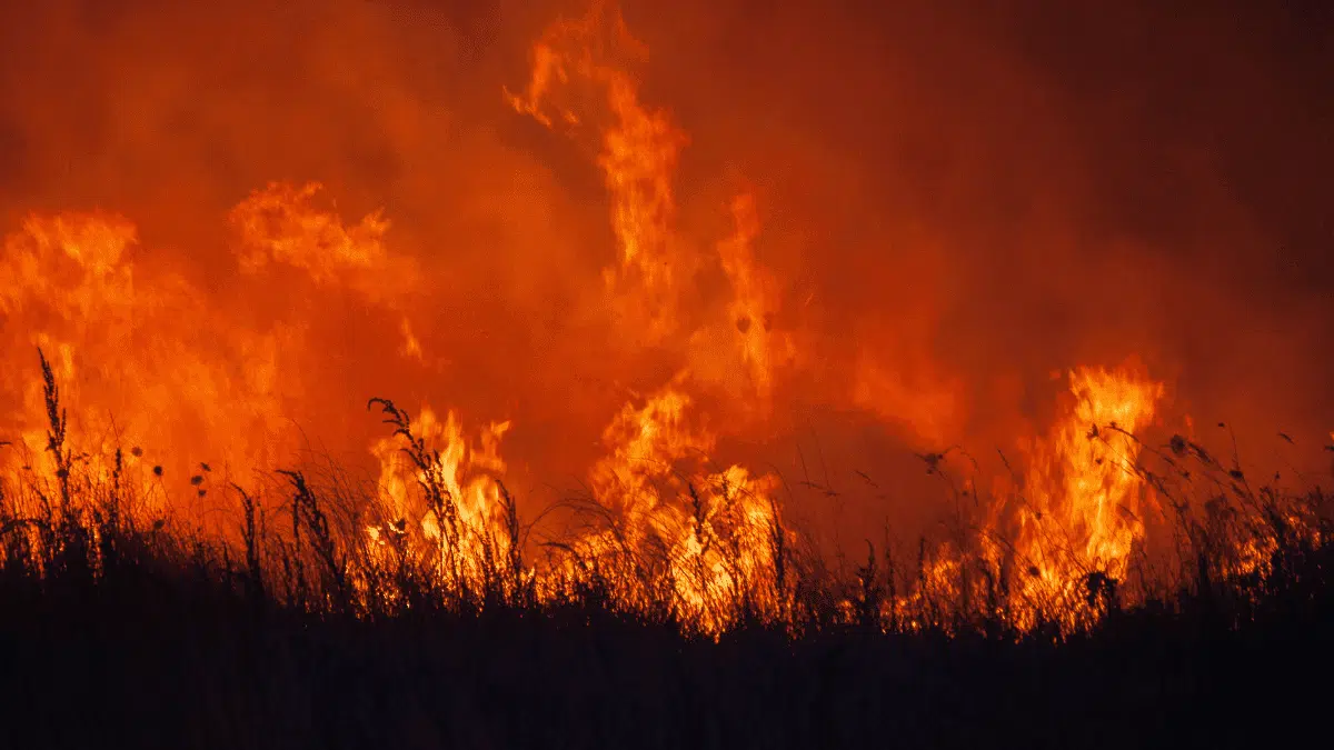 Incendies en Algérie : Benzema, Souad Massi, des élus… la vague de soutien se poursuit