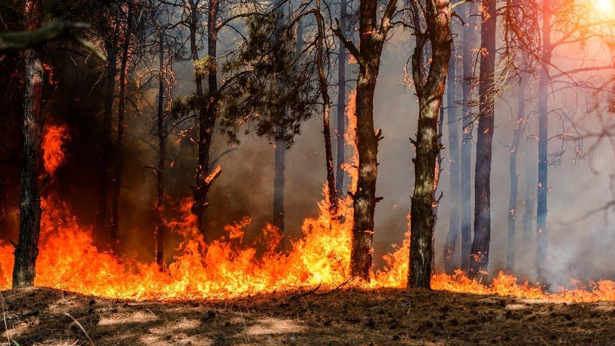 Incendies à Bejaia : cette veuve du village d’Aït Idris a tout perdu
