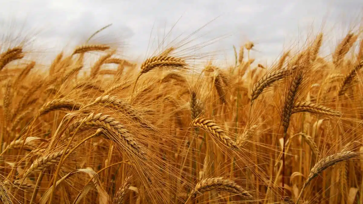 Céréales : pourquoi l’Algérie continue d’importer du blé, malgré une récolte exceptionnelle