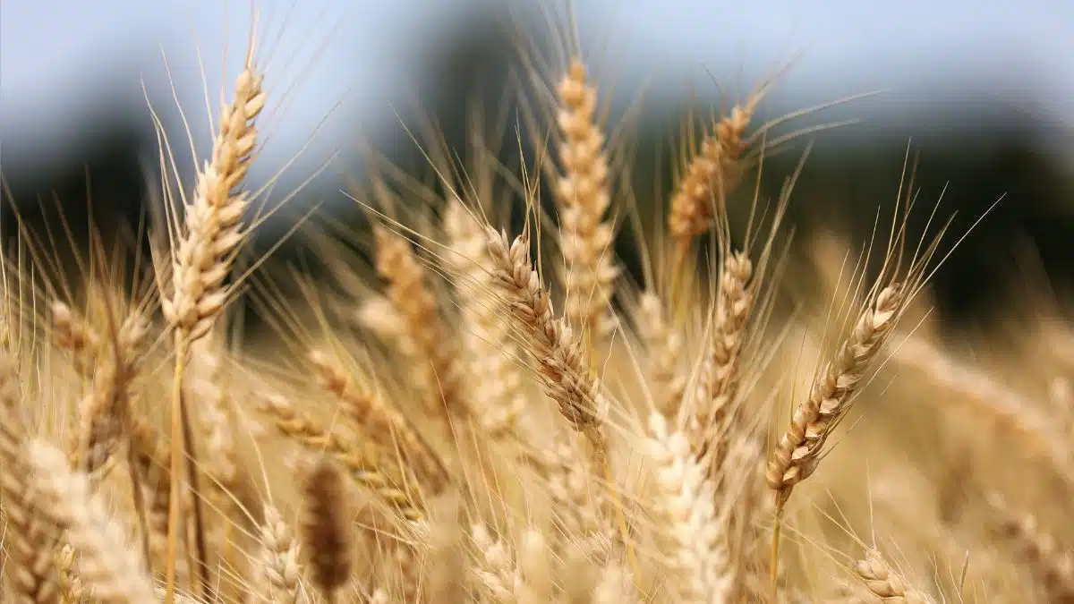Céréales, soja, maïs : l’agriculture algérienne sous la loupe des États-Unis