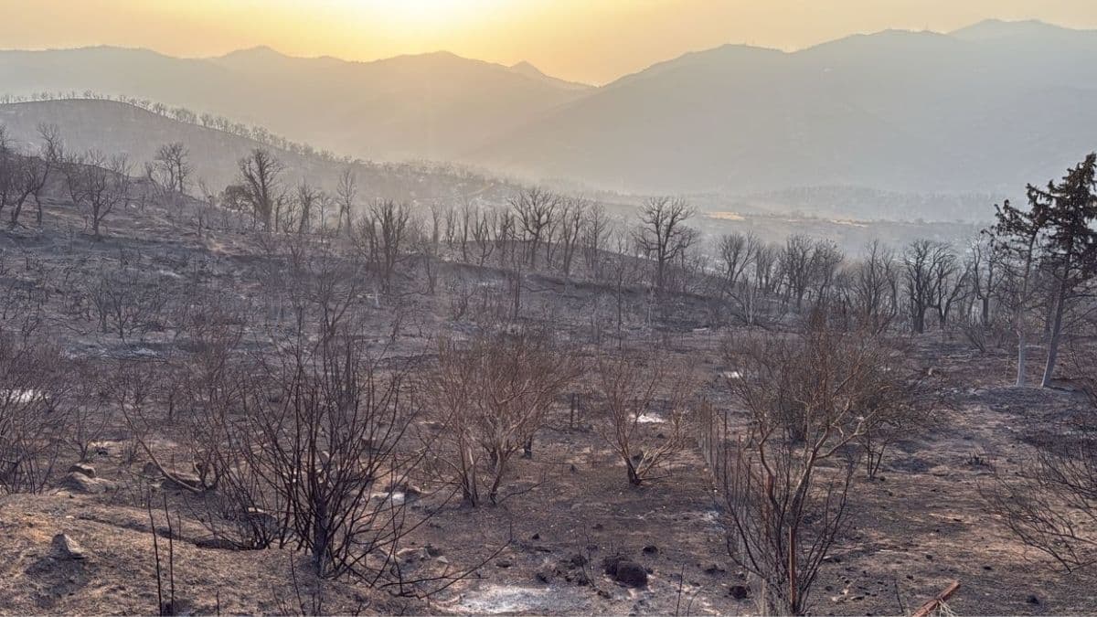 « Tout a brûlé » : le récit glaçant des incendies dévastateurs en Algérie (Photos)