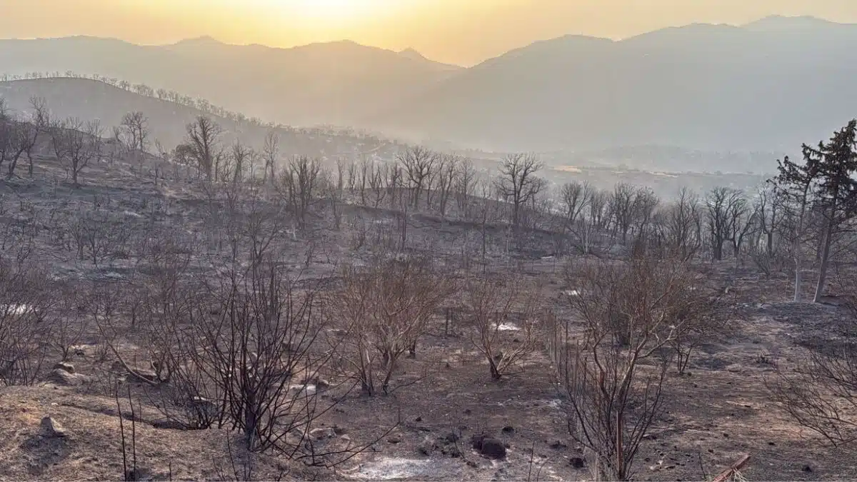 « Tout a brûlé » : le récit glaçant des incendies dévastateurs en Algérie (Photos)