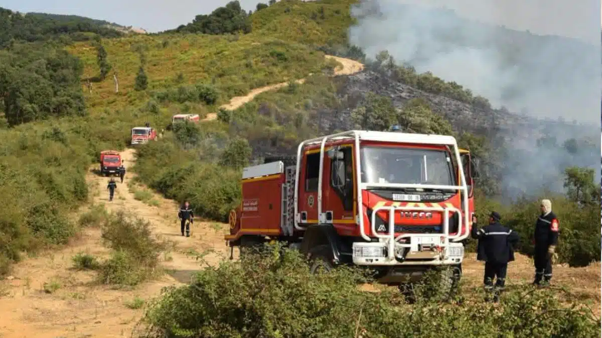 En Algérie, la lutte continue contre les feux de forêt