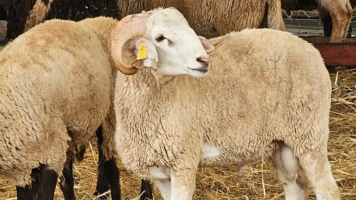 Moutons : la race algérienne Ouled Djellal recommandée aux éleveurs égyptiens